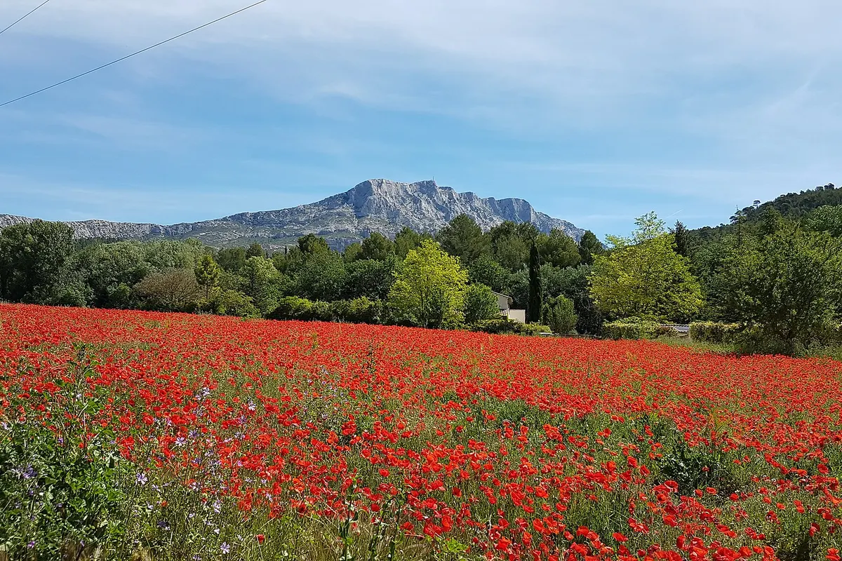 La montagne Sainte-Victoire au-dessus d'un champ de coquelicots